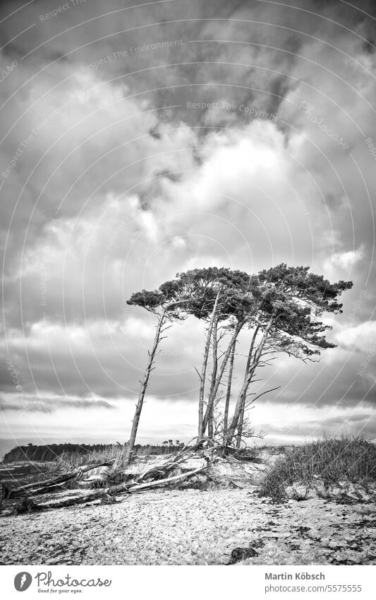 West beach on the Baltic Sea in black and white. leaning pine trees at the beach coast nature reserve sandy beach wind sky natural sloping forest landscape