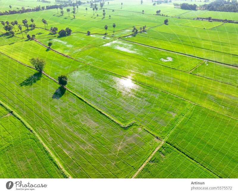 Aerial view of green rice field with trees in Thailand. Above view of agricultural field. Rice plants. Natural pattern of green rice farm. Beauty in nature. Sustainable agriculture. Carbon neutrality.