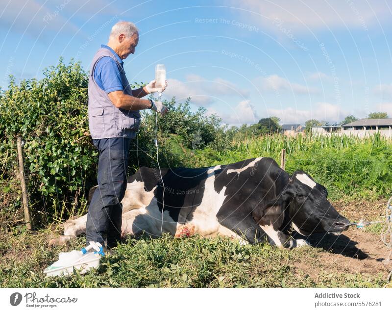 Veterinarian with bottle examining cow in Galicia veterinarian pasture greenery examine livestock farm professional man focus standing work care health field