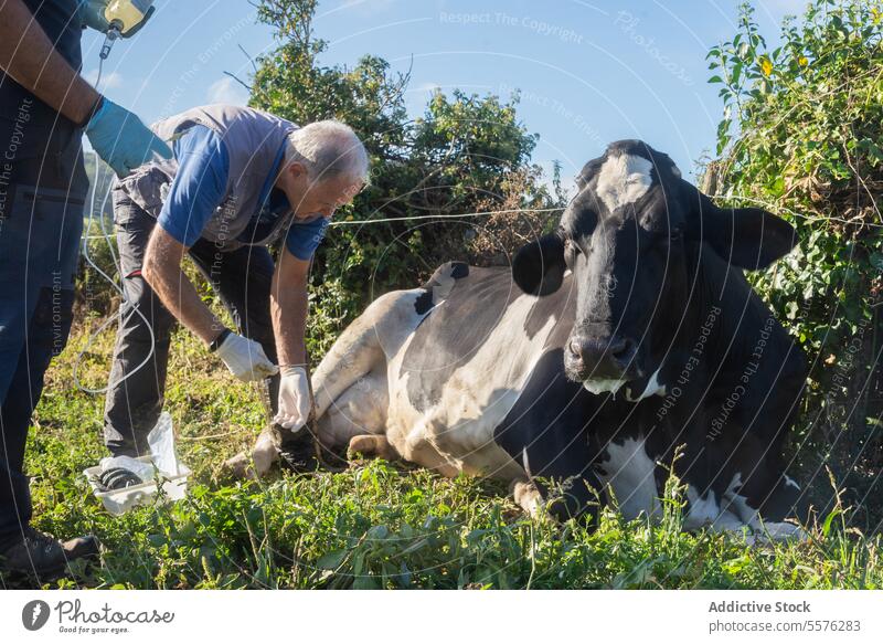 Veterinarian attending to cow outdoors man work field veterinarian assist person vegetation care medical treatment glove grass bovine health professional