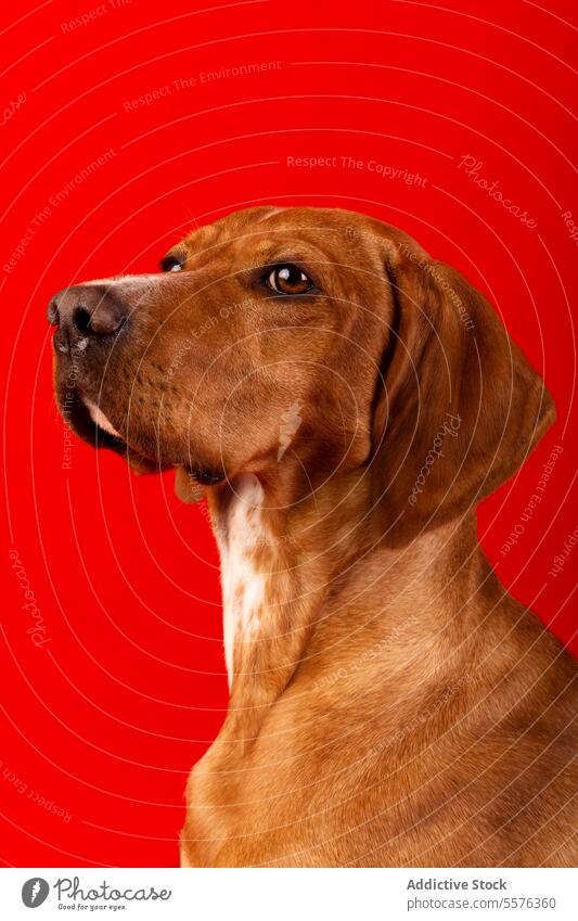 Brown and white dog on red background Dog brown attentive expression animal pet portrait vibrant studio canine domestic mammal purebred eyes nose ear fur