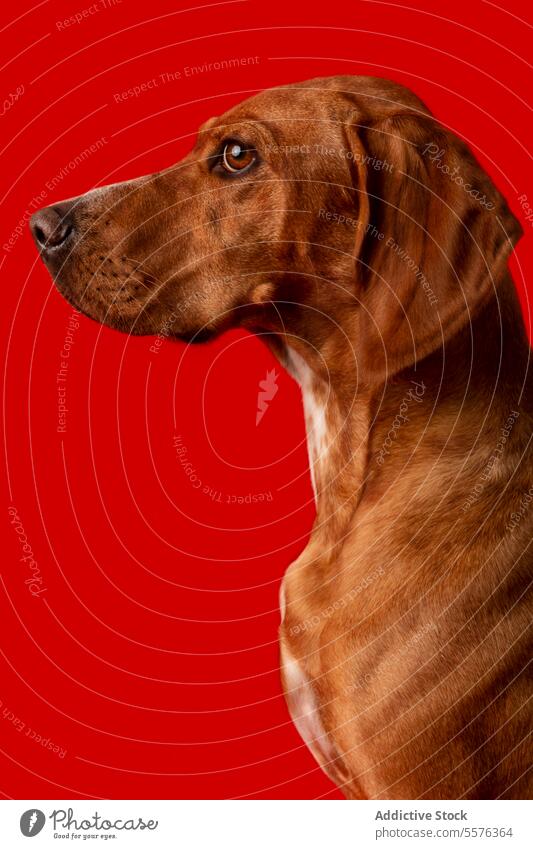 Brown and white dog on red background Dog brown attentive expression animal pet vibrant studio canine domestic mammal purebred eyes nose ear fur texture light