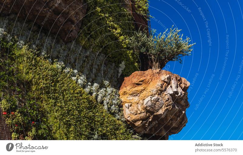 Vertical garden under blue sky Rock formation texture vegetation nature landscape greenery contrast stone geology outdoor natural environment scene clear