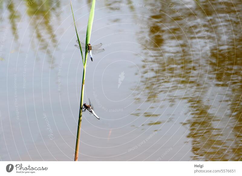 two large dragonflies on a stalk Dragonfly Large dragonfly Orthetrum cancellatum Large Blue Arrow 2 Blade of grass reed Insect Blue arrow Summer Sunbathing bank