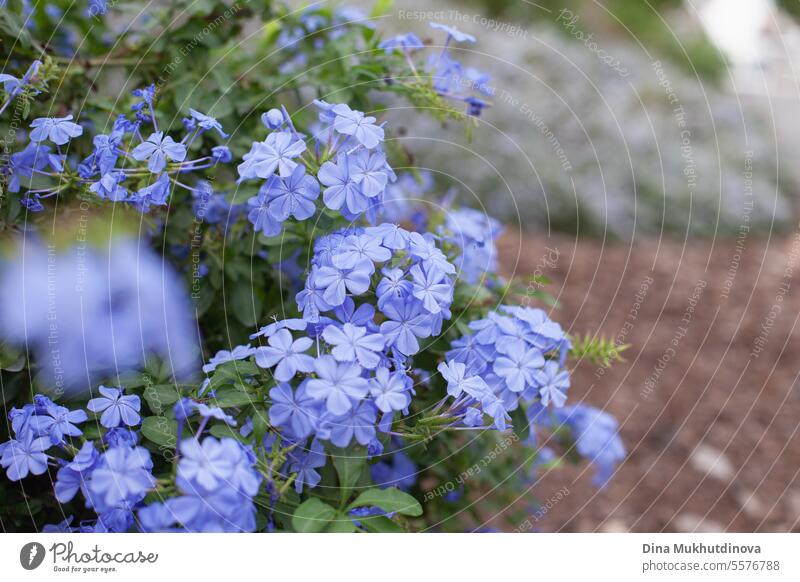 Blue Jasmine (Plumbago) flowers in the city in flowerbed. Spring season, easter floral background copy space right. jasmine plumbago decoration spring