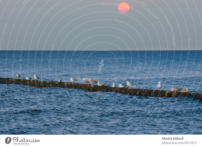 Seagulls on a groyne in the Baltic Sea. Waves at sunset. Coast by the sea. Animal seagull bird animal ocean baltic sea travel wildlife sky wing coast windy