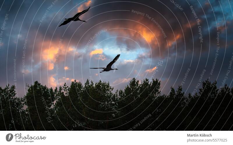 Two cranes fly over trees in a forest at sunset. Migratory birds on the Darss Crane field migratory fall nature ornithologist wildlife ecosystem environment