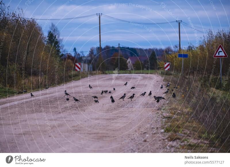 flock of raven birds on country road animal autumn beak black colored colorful corvid countryside crow environment europe fall feather feathers flora forest