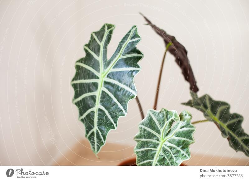exotic green plant alocasia with lush leaves at home with copy space. indoor gardening hobby. urban jungle leaf tropical nature flora foliage natural fresh