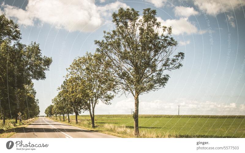Country road with trees lines Street Blue Yellow in rows lined Clouds Bushes Asphalt Idyll Contrast Relaxation Peaceful Day fields Summer Shadow contours Sky