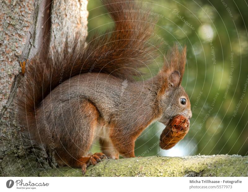 Squirrel with a pine cone in its mouth sciurus vulgaris Animal face Head Eyes Nose Muzzle Ear Tails paws Claw Pelt Fir cone Rodent nibble To feed Nutrition food