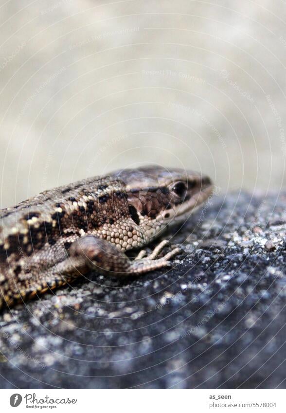 sand lizard Sand lizard Flake scaly Reptiles Animal Nature Wild animal Colour photo Deserted 1 Exterior shot Close-up Animal portrait Saurians Day Exotic Detail