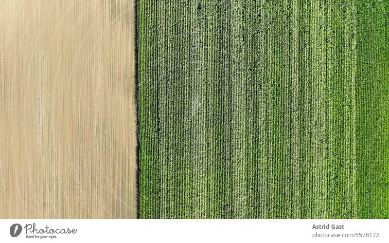 Drohnenfoto von einem Maisfeld luftaufnahme drohnenfoto mais maisfeld maispflanzen acker grün plantage anpflanzen anpflanzung muster form streifen welle wellen