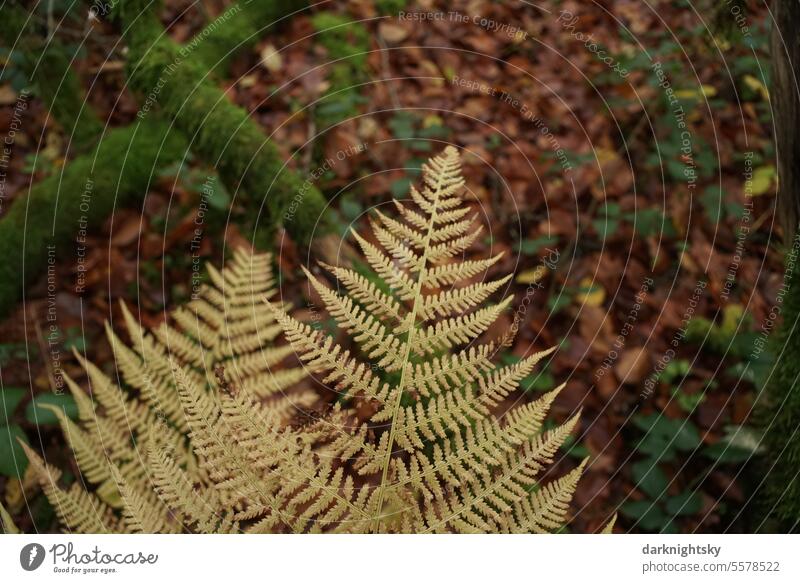 Ferns in autumn, leaf with yellow coloration ferns bracken Autumn Green Plant Pteridopsida Leaf Fern leaf Farnsheets Forest Botany naturally Colour photo