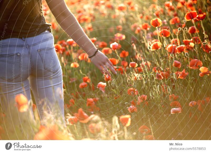Good feeling Poppy blossom Summer Summer evening Warmth naturally Flower meadow cornflowers field of gossip poppies Spring To enjoy Blossoming spring meadow