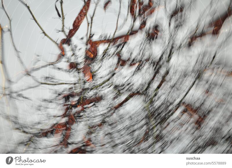 tree beans, twisted and flashed Tree Tree fruit bean-like shell wax Abstract twigs branches motion blur rotation Rotation Movement Dynamics Experimental