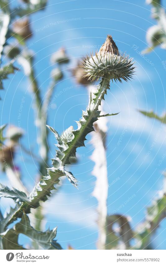 prickly beasts Thorny Plant Nature Thistle Summer Flower Thistle thistle Sky Sharp Shallow depth of field pricking Wild plant Garden Rural Meadow