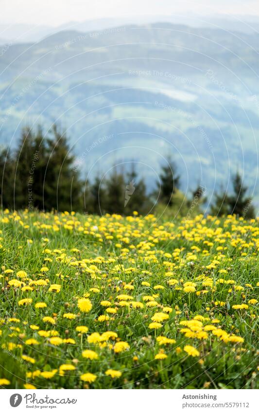 Dandelion meadow in the mountains dandelion meadow Nature Meadow flowers Yellow Landscape Green grasses Idyll Vantage point Grass Blossom Summer Environment