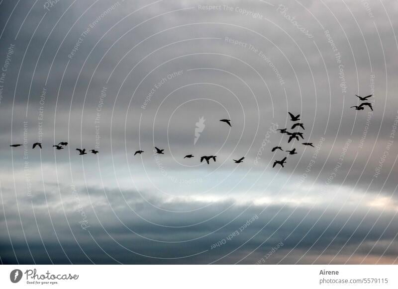Autumn time | *2222* as if in flight wild geese Flock of birds dump Far-off places wide Air bird paradise Many Grand piano Flight of the birds voyage Bird