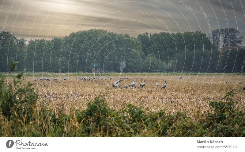 Cranes at a resting place on a harvested corn field in front of a forest. Birds migratory birds Darss fall nature ornithologist wildlife ecosystem environment