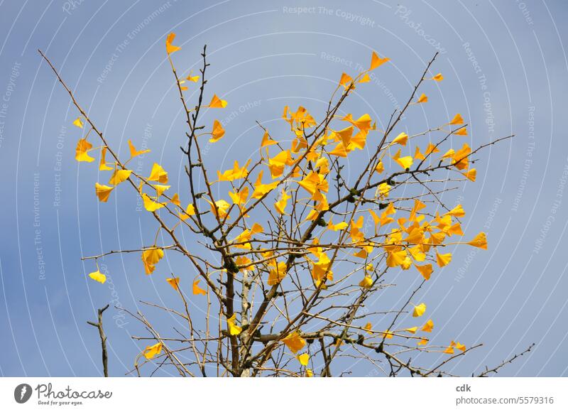 helpful | as medicine | a young ginkgo tree shines with its last golden-yellow leaves in the autumn sky. Ginko gingko biloba Tree Leaf Plant fan-shaped