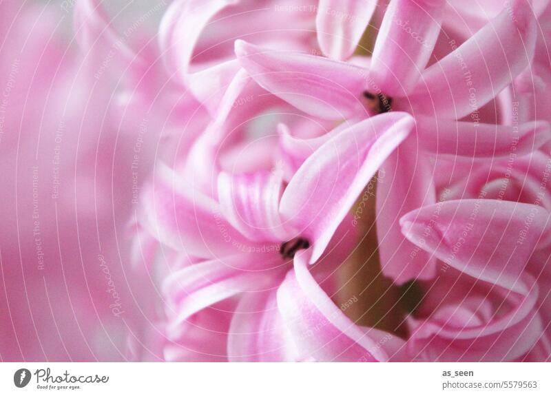 hyacinth Hyacinthus Pink pink Fresh Blossom Bright White Near Close-up fragrant Esthetic pastel Flower Blossoming Nature Spring Plant pretty Colour photo