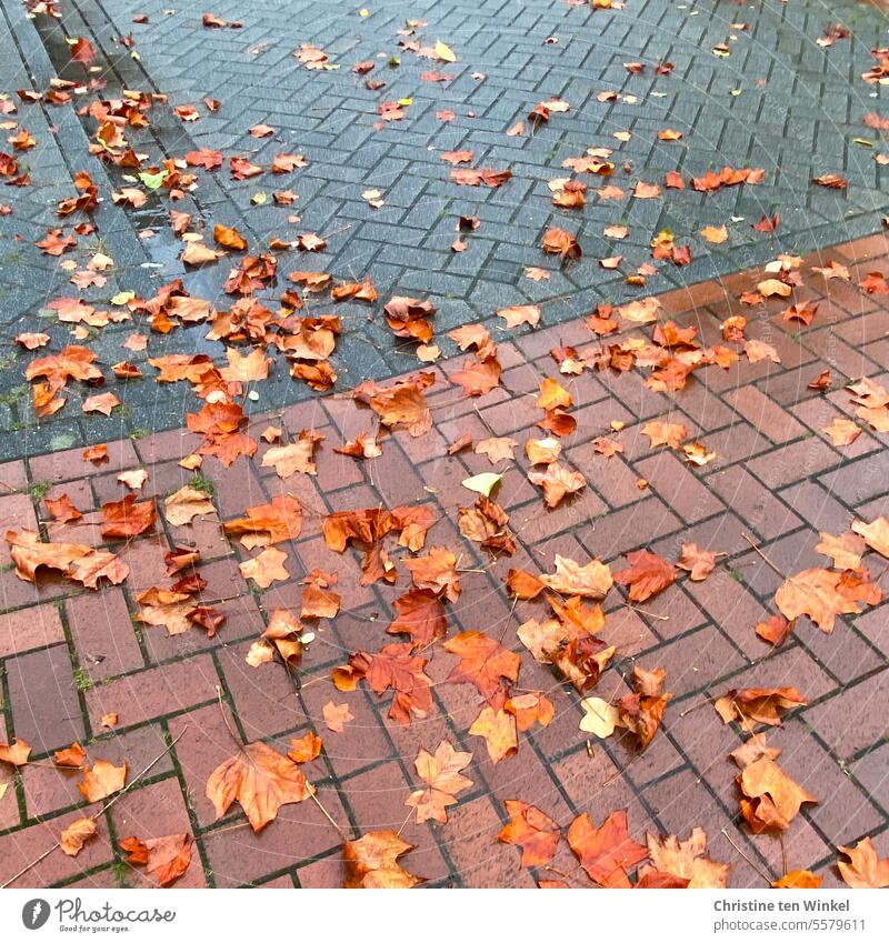 Wet, slippery fall leaves lie on the road Autumn leaves wet leaves Slippery surface Rainy weather Autumnal foliage Autumnal colours Nature Seasons autumn mood