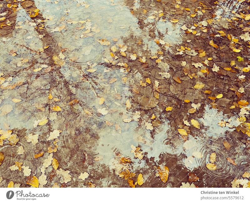 Puddle with fall leaves and reflecting tree puddle mirroring Rainy weather Autumn leaves Reflection Tree Water Wet Weather reflection Reflection in the water