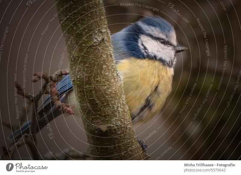 Blue tit in the tree Tit mouse Cyanistes caeruleus Animal face Head Beak Eyes Grand piano Legs Claw puffed up Observe Tree Nature Wild animal Bird Looking
