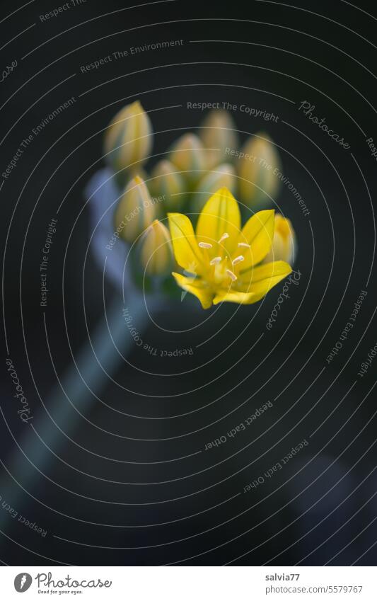 Spring has sprung Yellow Spring flowering plant Golden Garlic Flower Blossom bud flower bud Plant Nature Macro (Extreme close-up) Deserted