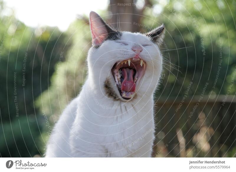 Yawning short hair domestic cat outside cat yawning white cat shorthaired cat Domestic cat feline One animal mixed breed cat one animal Outdoors Cat Face fangs