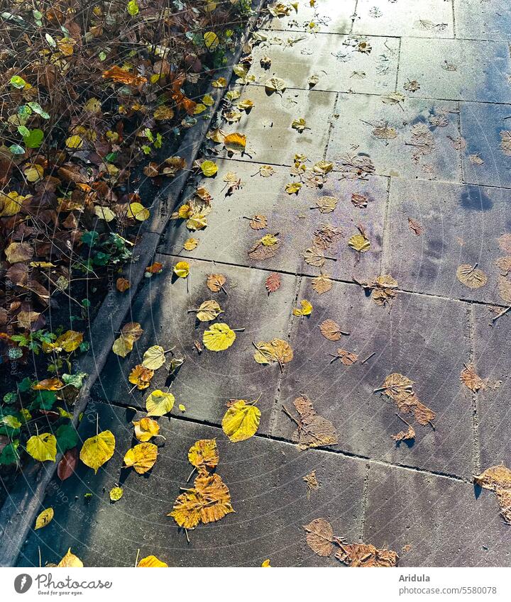 Play of colors on a wet sidewalk with autumn leaves Autumn foliage off walkway slabs Autumnal Autumn leaves autumn mood Yellow Transience autumn colours