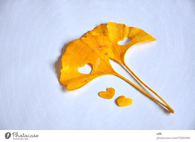 Two golden yellow ginkgo leaves with small, punched-out hearts lie together on a white piece of paper. Ginko gingko biloba Leaf Plant fan-shaped