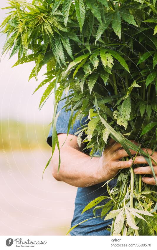 Man Holding Heap Bunch Legal Green Marijuana Cannabis Sprout In His Hands. Cannabis Beautiful Marijuana Cannabis Plant. Close Up cannabis marijuana drug illegal