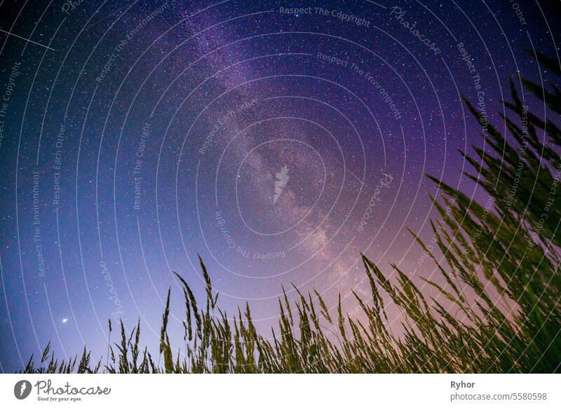 Bottom view of night starry sky from green grass in summer season. Night stars above meadow in august month beautiful cosmic cosmos countryside distant ecology