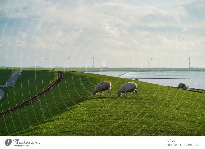 Sheep on the dyke in Lüttmoorsiel, with the Wadden Sea and wind turbines in the background Dike watt Sky sheep Nature Landscape North Sea coastal protection
