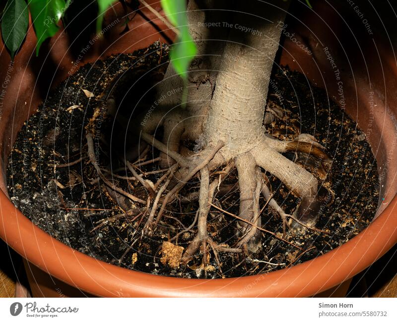 Roots of a large houseplant roots Houseplant Flowerpot indoor climate Rooted Pot plant interior Plant Green thumb ramified take root sedentary domestication