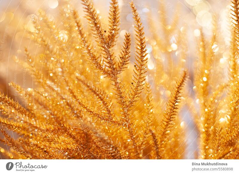 golden branch as Christmas decoration with bokeh as festive holiday season background Gold Christmas & Advent Decoration Christmassy celebration Stars Winter
