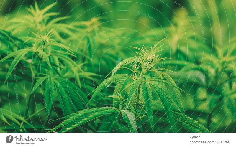 Legal Green Marijuana Cannabis Leaves Growing At Farm In Summer addictive health bad cultivation hemp view addiction illegal cannabis cultivation growth