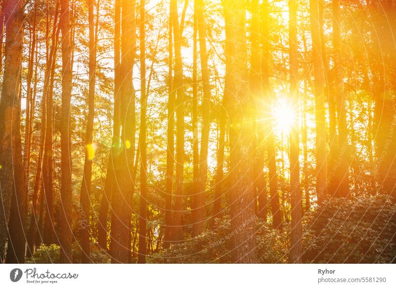 Sunset Sunrise In Pine Forest Landscape. Sun Sunshine With Natural Sunlight Through Wood Tree In Evening Forest. Amazing Scenic View. Autumn Nature. Sunset Sunrise In Autumn Forest Woods