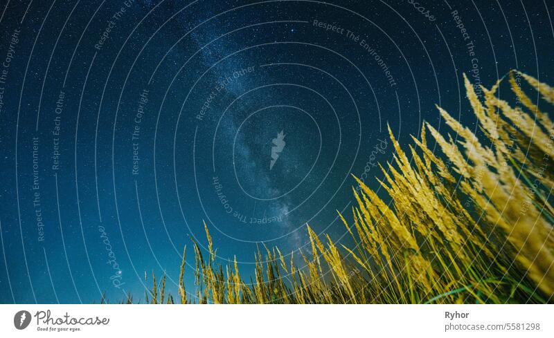 Bottom view of night starry sky from green grass in summer season. Night stars above meadow in august month. Green grass on background of natural starry sky