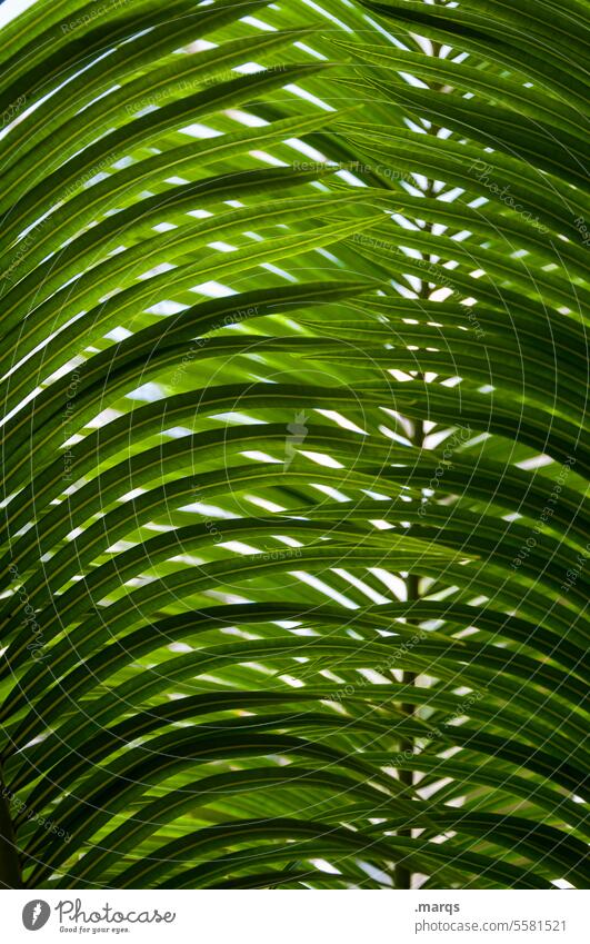 leaf canopy Plant Green Palm frond Palm tree Nature Shadow botanical Botany Palm leaf graphically Palm roof Exotic Leaf canopy Round Curved