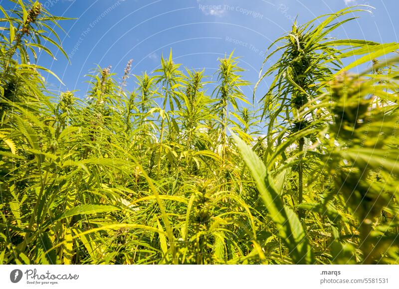 The hemp is free narcotic legalize med Organic Green Cannabis Marijuana Hemp civilized botanical tetrahydrocannabinol commercial cannabis Alternative relaxing
