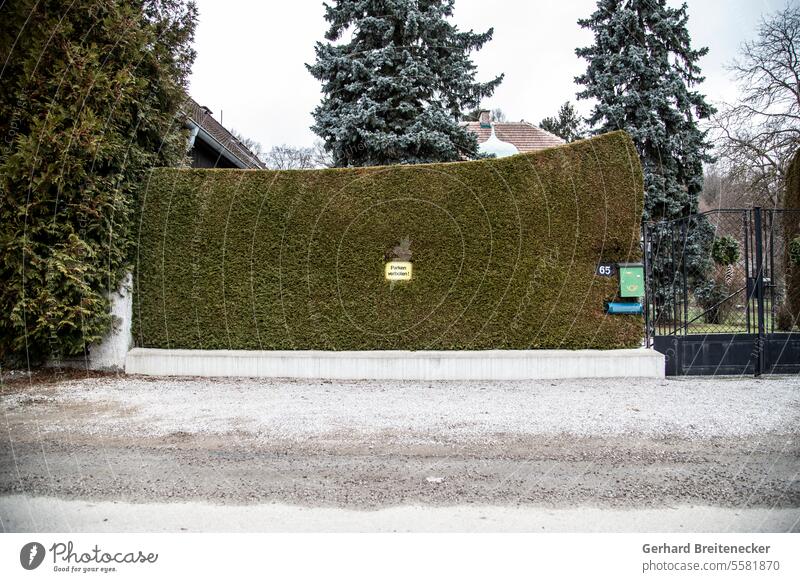 Shaped, wall-like hedge with no parking sign Wall (barrier) Bans Clearway Hedge Garden fence Fence Possessions Property Park Garden door Exterior shot