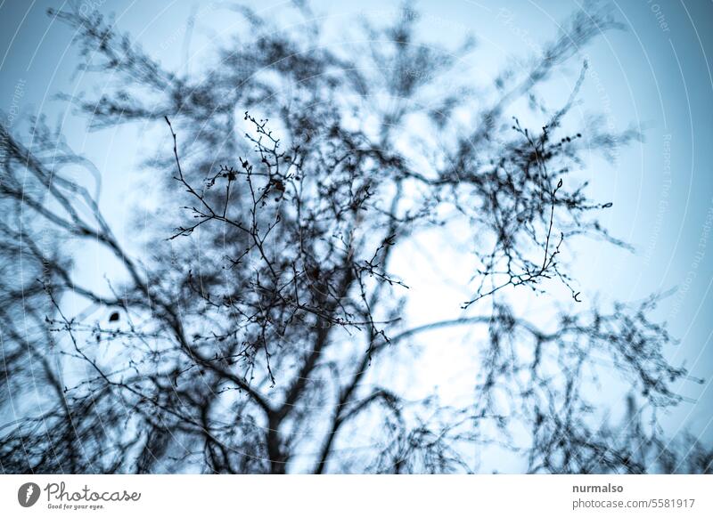 Astrein Unsharp Tree Branch branches heavens Winter dreariness Gloomy sad Grief melancholy Eerie pretty Meditative
