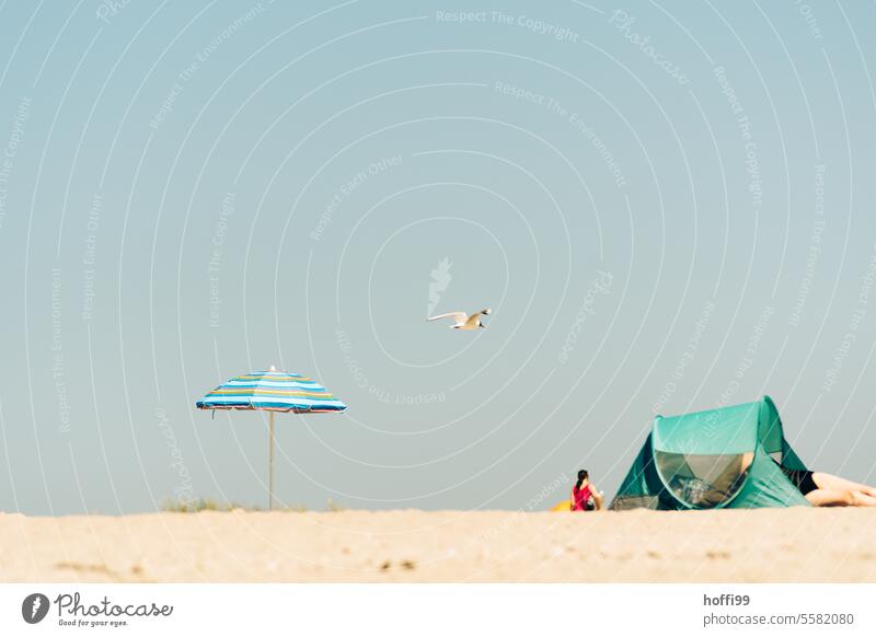 quiet beach scene in the heat of summer with parasol, tent and seagull - a day by the sea Day at the sea Sunshade Calm Beach Summer Tent Seagull Heat Ocean