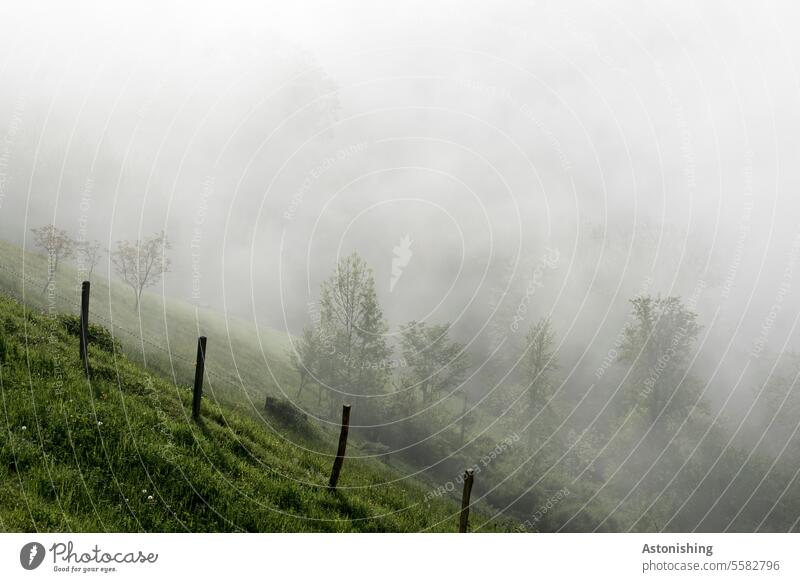 Slope in the fog Fog slope Meadow Nature Weather Austria Gray Green Grass Willow tree Fence Wood Wooden fence Morning Light Shadow Haze Landscape Exterior shot