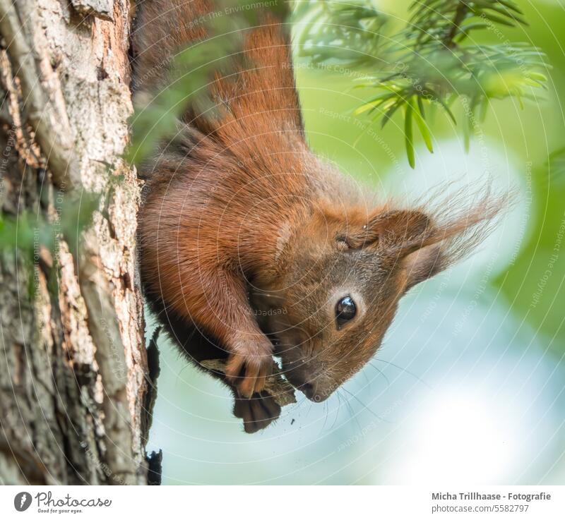 Eating squirrel hanging upside down from a tree trunk Squirrel sciurus vulgaris Animal face Head Eyes Nose Muzzle Ear paws Claw Pelt nibble To feed Hang
