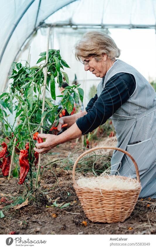 happy old woman holding in her hands freshly picked vegetables on greenhouse.Organic food harvest senior harvesting farming lifestyles mature elderly occupation