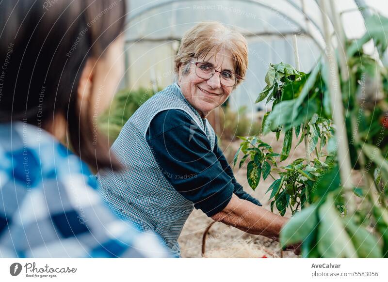 senior woman picking vegetables with grand daughter on greenhouse.Organic food harvest harvesting farming pensioner retired grandmother elderly women working